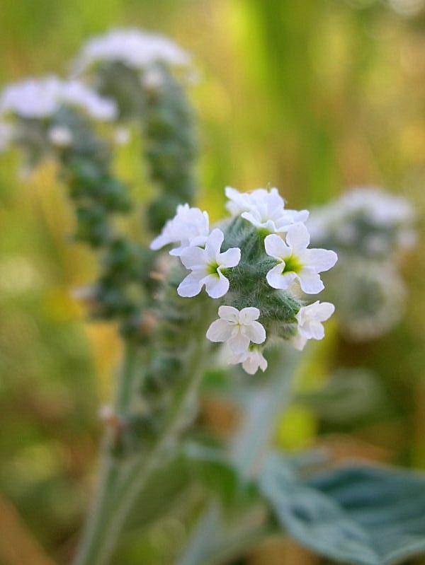 Heliotropium europaeum / Eliotropio selvatico